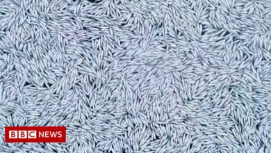 Environmental campaigners film '100,000 dead fish' spilling into the Atlantic Ocean