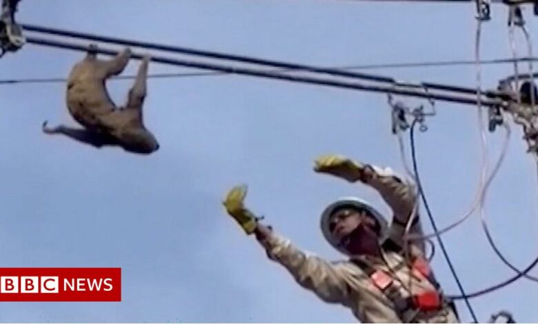 The moment the sloth was rescued from the electric pole