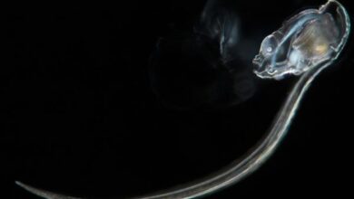 'Planktonium' offers a mesmerizing microscope view of the ocean's tiniest creatures