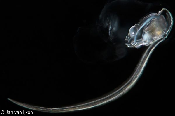 'Planktonium' offers a mesmerizing microscope view of the ocean's tiniest creatures