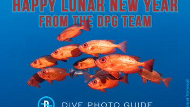 Happy Lunar New Year from DPG