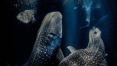 Announcing the results of Underwater Photographer of the Year 2022