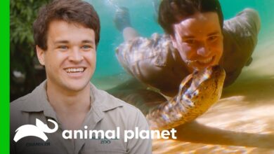 Chandler swims with Anaconda!  |  Cricket!  It's Irwins