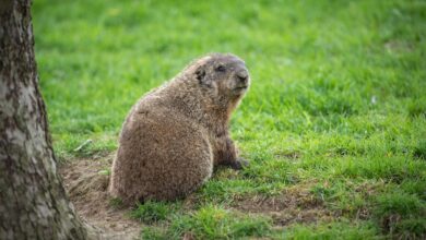 Every day is Groundhog Day at Farm Sanctuary