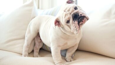 18 simple ways to remove pet hair from clothes, couches, and car seats