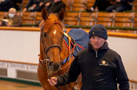 Wuqood Tops Tattersalls February Sale on Last Day