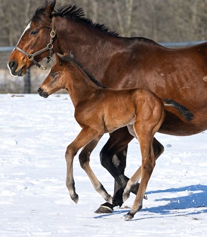 The foal was first reported to Mr.  Monomoy was born in New York