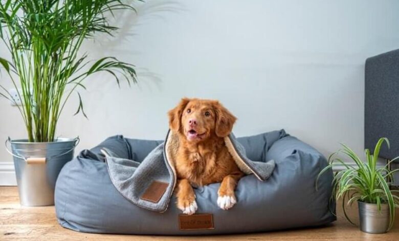 8 Dog Room Design & Organization Ideas - Pibbles & More Animal Rescue