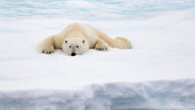 Polar bears in Davis Strait in eastern Canada are thriving - Watts Up With That?