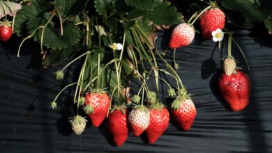 The hunt for a robot that can pick ripe strawberries