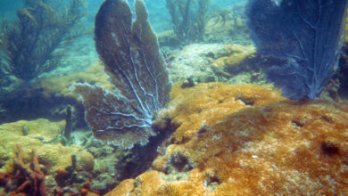All coral reefs will die if 2C climate target is violated - Will it emerge for it?