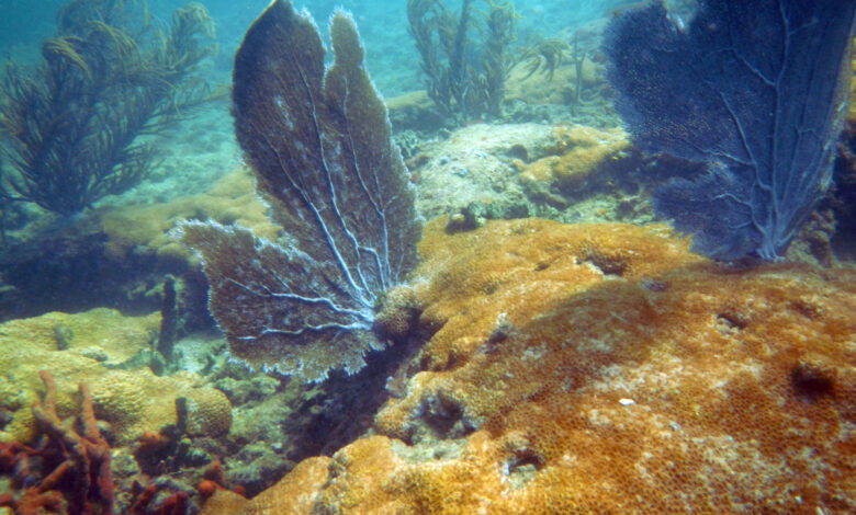 All coral reefs will die if 2C climate target is violated - Will it emerge for it?