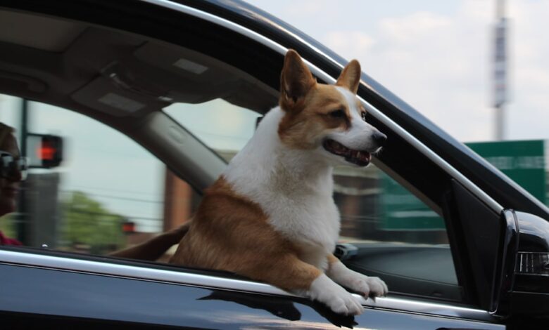 Ford's patented Pet Mode function to keep your furry friends safe