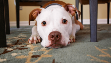 Keep your pet healthy and happy on the go - Pibbles & More Animal Rescue
