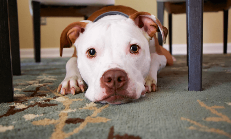 Keep your pet healthy and happy on the go - Pibbles & More Animal Rescue