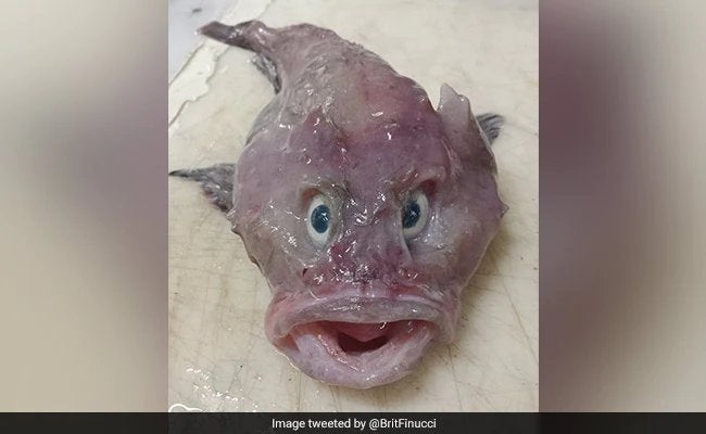 Scientists in New Zealand have discovered a "Pretty rare and interesting find": a baby ghost shark.