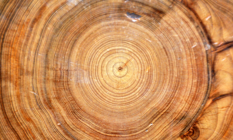 Using untapped tree ring data to calculate carbon sequestration - Increase by that?