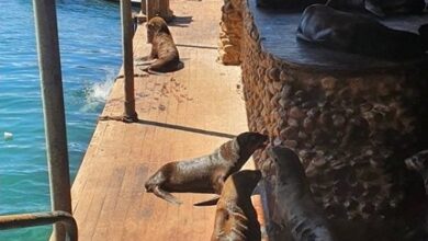Hout Bay Seal Rescue Center Needs Help!  NPO South Africa (PBO registration number: 930073944) has been without power for 10 weeks and the situation is critical for the future of them and the animals in their care.  Any donation will help power their generators and continue their great conservation work!