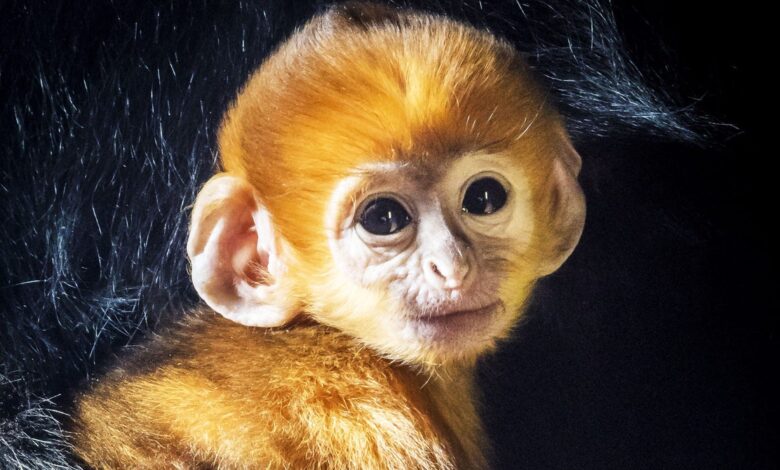 Brutal Reason Some primates are born with strange colors