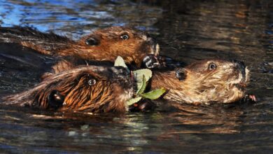 In Alaska, the Engineering Beaver is the new Tundra