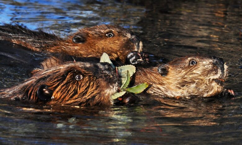 In Alaska, the Engineering Beaver is the new Tundra