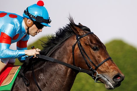 Japanese horses sweep Saudi Arabia's turf races