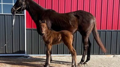 Yorkton's First Foal an Indiana-Bred Colt