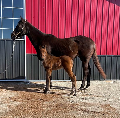 Yorkton's First Foal an Indiana-Bred Colt