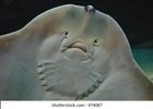 Why did blobfish achieve all the glory, have you never seen a stingray's mouth?