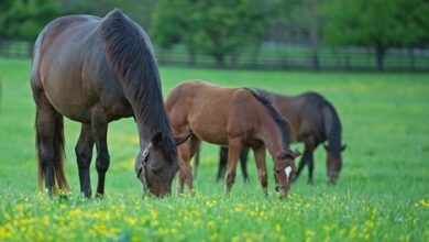 The Mare Cap rule has been protected, but inbreeding is still a concern