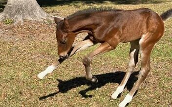 Florida-Bred Filly was the first donkey of Mr.
