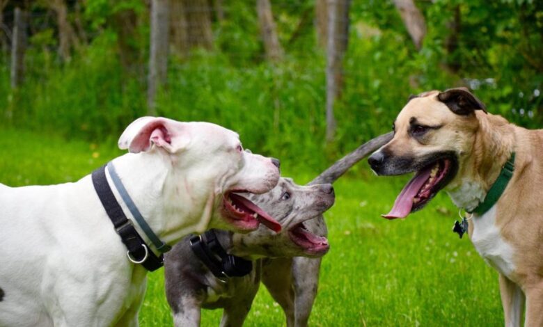 The Legend of the "Pit Bull" Dog Has A High Pain Tolerance Doesn't Help Dogs, It Causes Pain