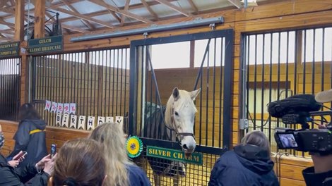 Old friends celebrate Silver Charm's 28th birthday - Video -