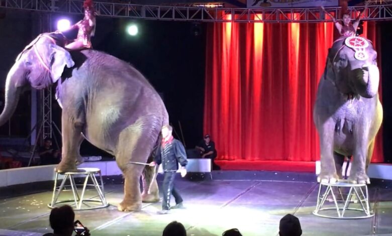Old elephants are tapped at the Circus World Museum