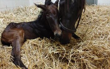 Champion Midnight Bisou for Colt born by Curlin