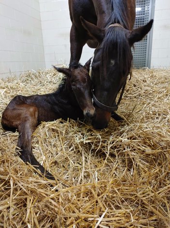 Champion Midnight Bisou for Colt born by Curlin