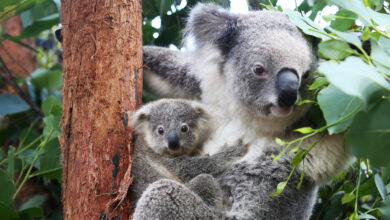 Koalas declared endangered in parts of Australia: NPR