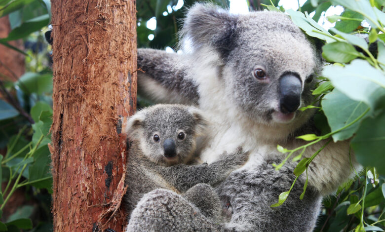 Koalas declared endangered in parts of Australia: NPR