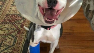How to take care of your pet after surgery - Pibbles & More Animal Rescue