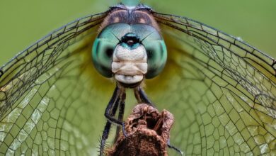 An interview with Frank Döring: How to take great macro photos of insects and spiders