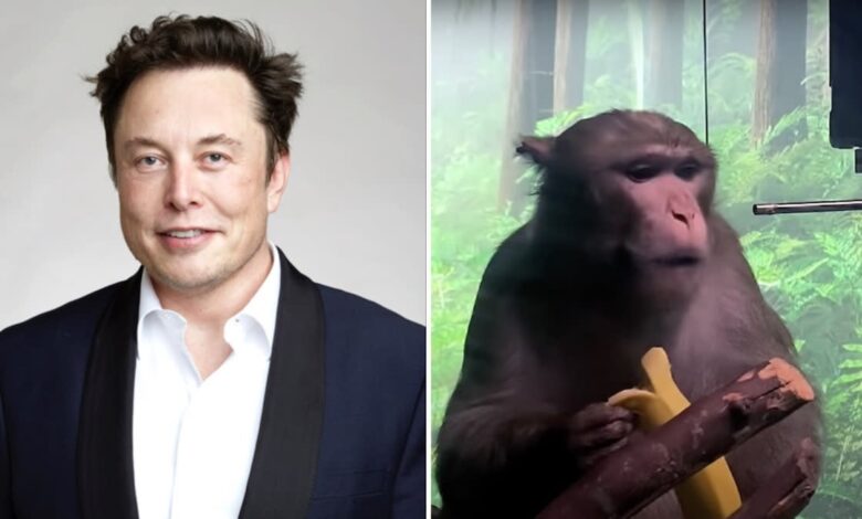 'Extreme suffering': 15 out of 23 monkeys with Elon Musk's Neuralink brain chip are reported dead