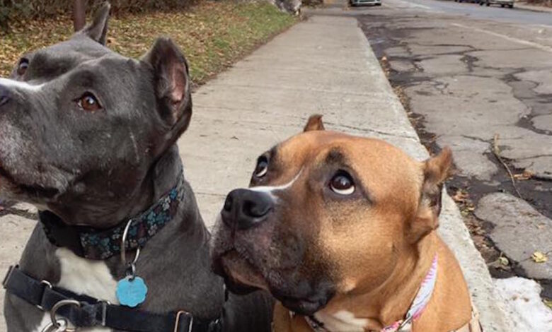 5 things you need to know to be a better advocate against BSL