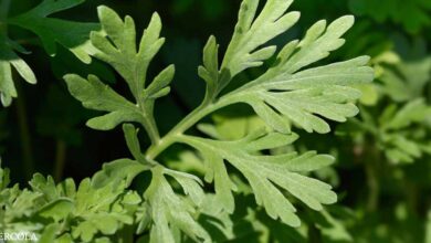 Sweet Wormwood once again shows effectiveness against COVID-19