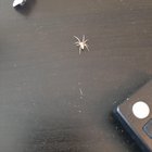 Found this little guy crawling across the coffee table.
