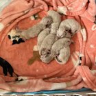One of the possible apartments I'm applying for (basement apt) has cat breeders living upstairs and they just had a litter!  This is two days old!  (Yes, I know the breeder is bad. Please stop commenting it and just enjoy the photos)