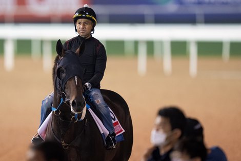 Midnight Bourbon looks for breakthrough win in Dubai