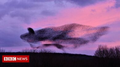 Lancashire starling forms a whale-shaped vortex