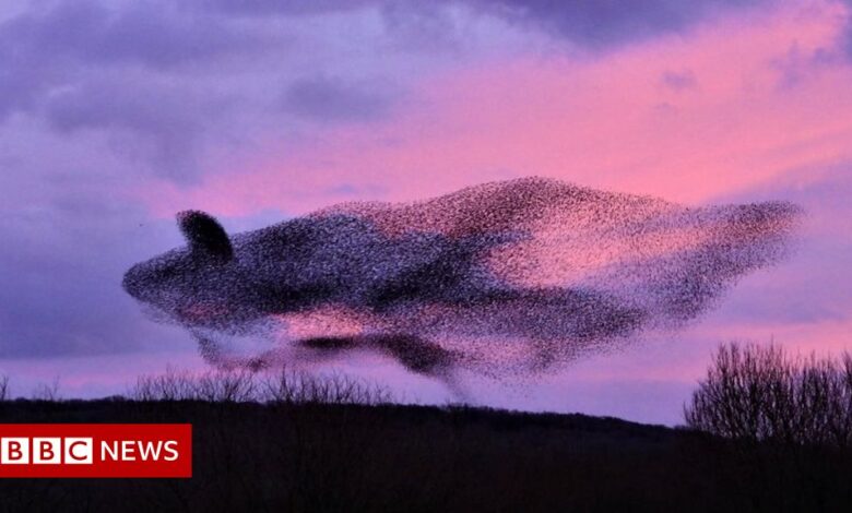 Lancashire starling forms a whale-shaped vortex