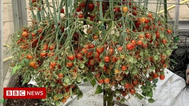 Hertfordshire gardener breaks his own tomato growing record