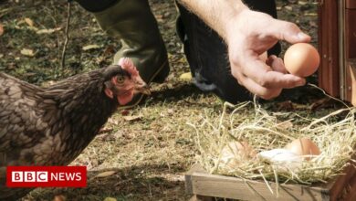 Free-range eggs no longer in the UK due to avian flu